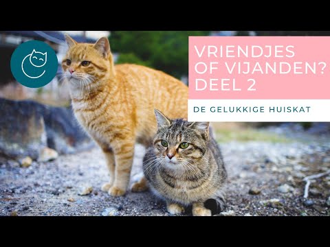 Video: Hoe Maak Je Twee Katten Vrienden Cats