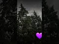 قصيدة الرئيس أحمد الشرع حفظه الله