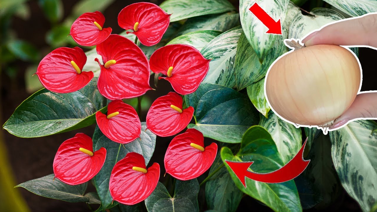 Do this now and your plants will flower all year round (Any plant