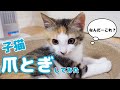 【保護猫】買ってよかった猫グッズ│子猫の反応はどうでしょうか