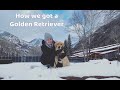 How we got our Golden Retriever from a breeder