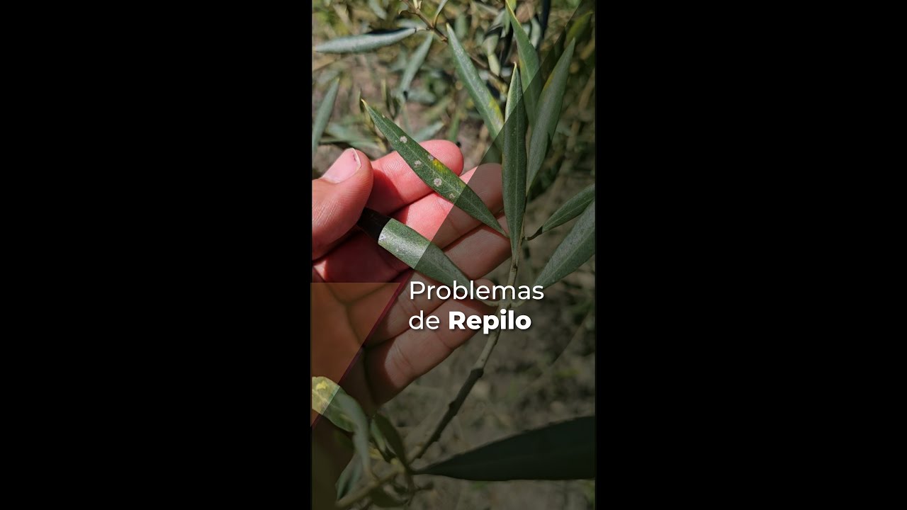 PROBLEMAS DE REPILO