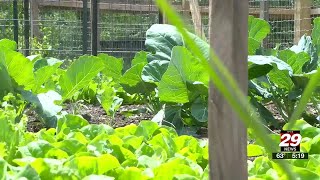 Charlottesville High School urban farming program serves student-grown lettuce in cafeteria Tomah School Grows Its Own Cafeteria Lettuce