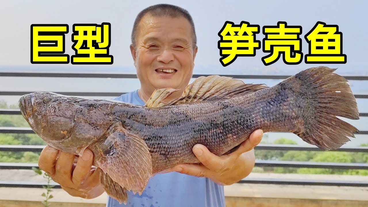 265元買條巨型筍殼魚，頭壹次見這麽大的，必須做酸菜魚