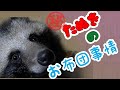 【タヌキと2人暮らし】たぬきのお布団事情