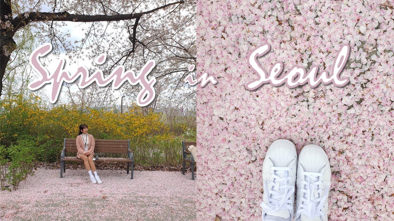 SPRING IN SEOUL! Yeongdeungpo Yeouido Spring Flower Festival [영등포여의도벗꽃축제]