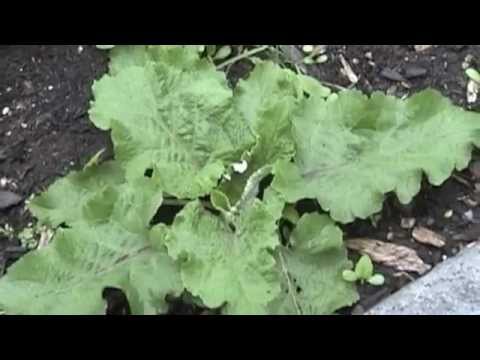 Burdock in the garden at Bastyr