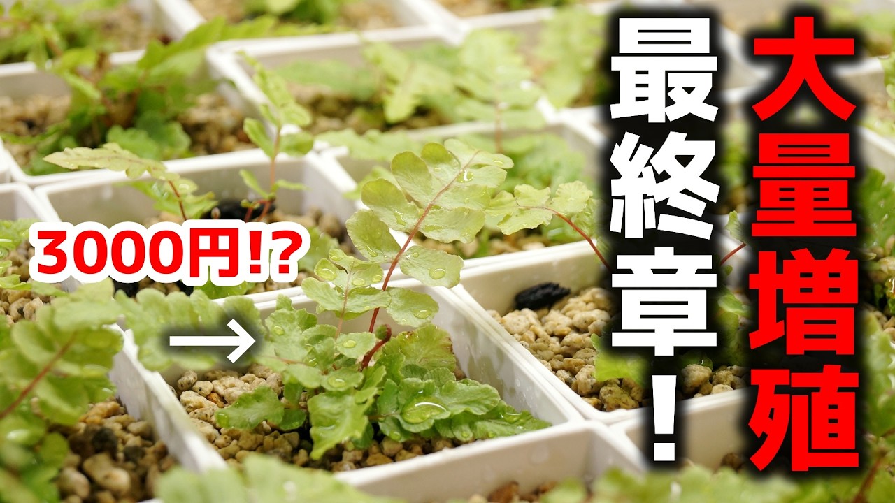 観葉植物 500円〜5000円 10/10(日)10:00〜17:00朝霞市 取りに来て頂ける方 1つ3000円以上…！？高級観葉植物を一気に大量増殖する方法、ついに完結