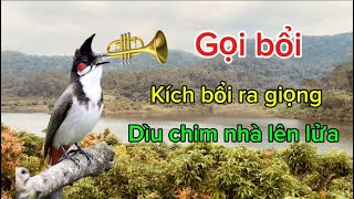 Download Lagu Tiếng chào mào mái - เสียงร้องของนกปรอทเวียดนาม MP3