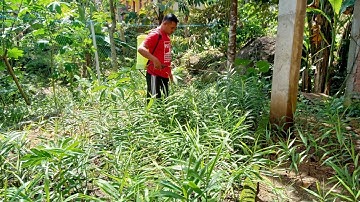 Cara Mengobati Jamur Pada Tanaman Jahe Merah