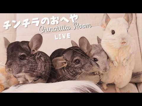 チンチラ部屋配信 Chinchilla room live  🐭【ライブカメラ】
