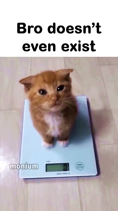 Download lagu Bro is 0 grams 😭