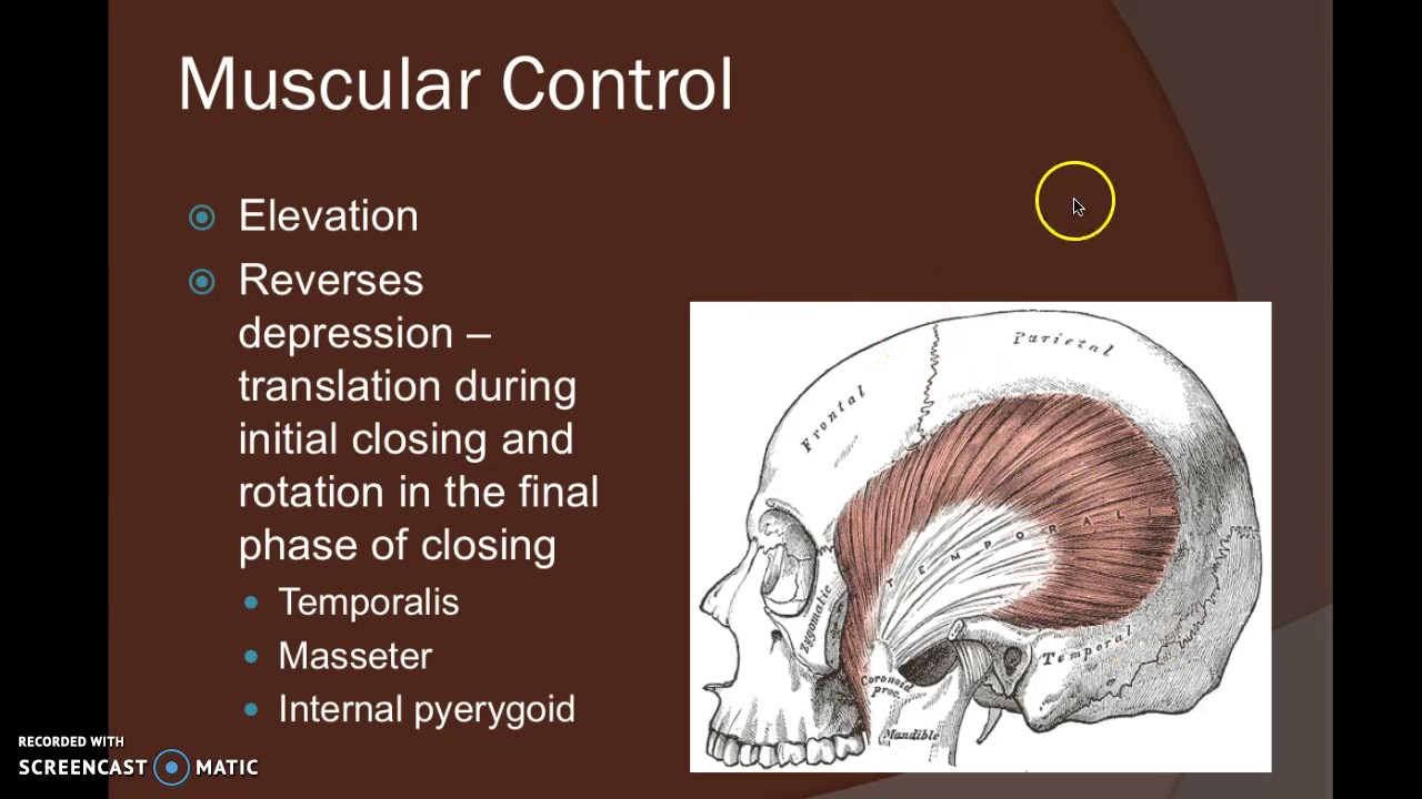 tmj anatomy 2 youtube tmj anatomy
