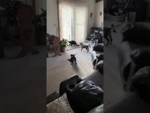 Gaston and Beast Puppies Meet the Resident Cat
