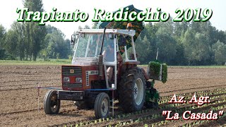 Fiatagri 466 + Sfoggia | Trapianto Radicchio | AZ. AGR. &quot;LA CASADA&quot;