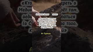 #напоминание #субханаллах #аллоху #психология #egzon #любовь #egzonibrahimi