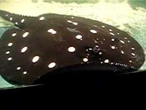 black mirror season 5 Potamotrygon Leopoldi