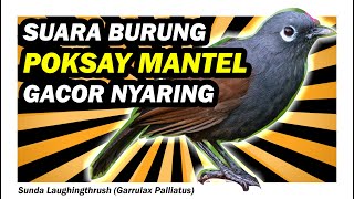 POKSAY MANTEL GACOR NYARING (Sunda Laughingthrush) | MP3 SUARA BURUNG | DOWNLOAD MASTERAN 1 JAM