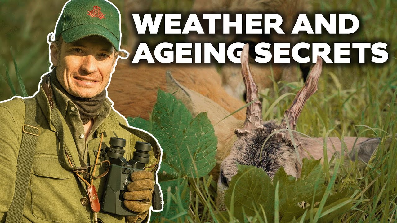 Мои секреты погоды и выдержки трофеев во время гона косуль