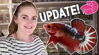 Simply Betta Fish Room UPDATE! Betta Spawns, Imports, and Lots Happening - Vlog!