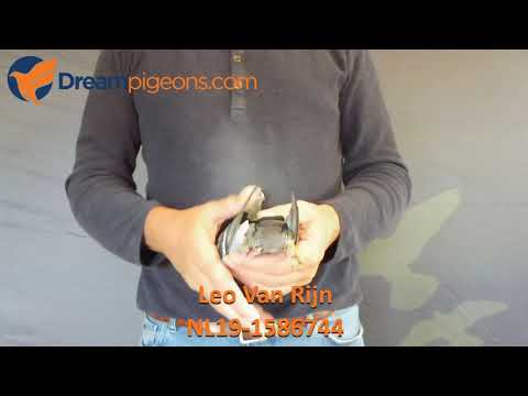 NL19-1586744 - Leo Van Rijn Dreampigeon Auction Video