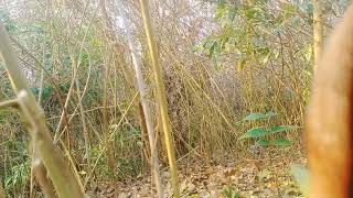 1042026 Cuab Noog Sab Fwj Tsis Mag Lam Tso Saib Xwb Nawb