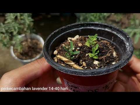 Video: Perkecambahan Biji Lavender: Menanam Tanaman Lavender Dari Biji