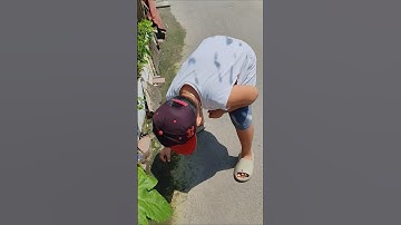 Mẹ ơi đi cứu con ốc #shorts #snail snail