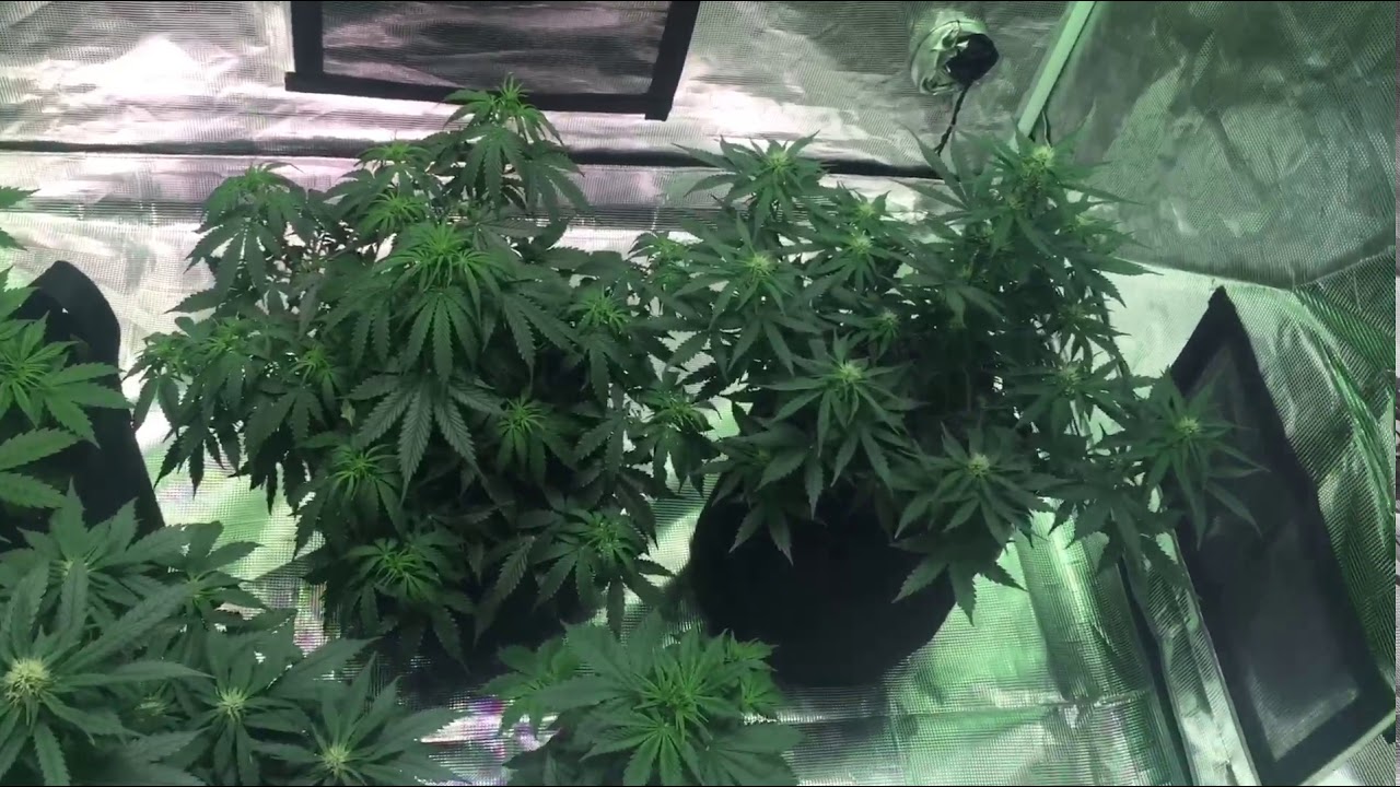 S2 E6 PERFECT SUN COB FLOWERING TENT UPDATE