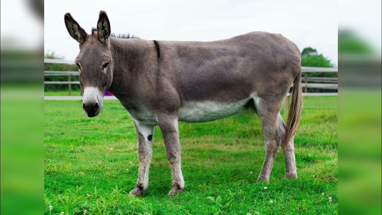 Simpsons aktyorlar bilan porno Bola mast onasini sikdi