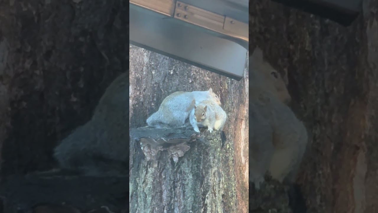 Gray Squirrels - preening - Silent clip - no sound 