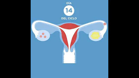 ¿Te quedas embarazada en cuanto el espermatozoide toca el óvulo?