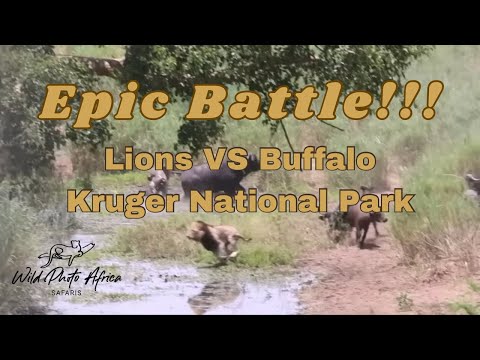 Instant Karma... Lion hunt a Buffalo but tables get turned almost instantly!