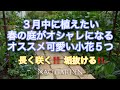 【ガーデニングVlog】3月中に植えたい春の庭がオシャレになる|超可愛いオススメ小花5つ|長く咲く!!️垢抜ける!!️ Recommended flowers to plant in March