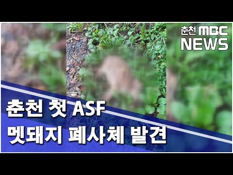 [춘천MBC]춘천 첫 ASF 멧돼지 폐사체 발견