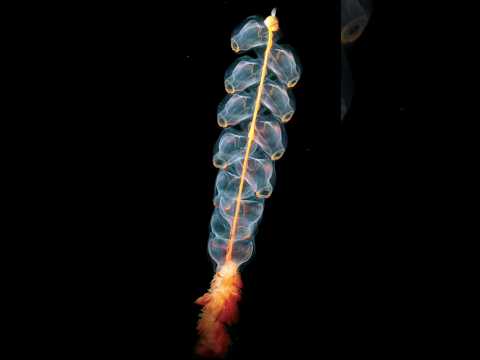 فيديو: متى تم اكتشاف siphonophores؟