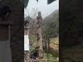Controlled Tree Felling Near House | Satisfying