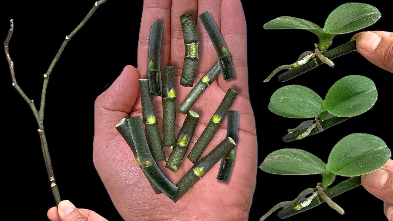 Секрет легкого размножения орхидей прямо на ветке и цветения круглый год!