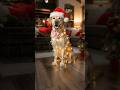 🐶🎄 Rubi Wishes You A Very Merry Christmas 🎄🐶