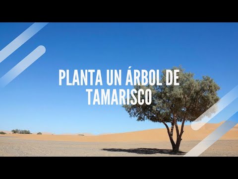 Video: Tamarisco (56 Fotos): Descripción Del Arbusto De Tamarisco, Plantarlo Y Cuidarlo. Reproducción En Campo Abierto
