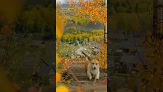 Осень в Алтае — как из сказки 🍂#Алтай #Хэмувэнь #путешествияпокитаю