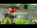 💝ЛЕНТА!. 7 марта!. 🌷🌹🌺💐🥀МОРЕ ЦВЕТОВ и ПОДАРКОВ!!!🎁🌈🌸