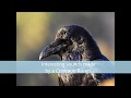 Interesting Sounds Made by Common Raven