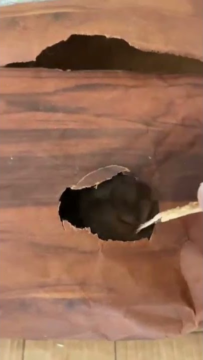 Bunny when left home alone 😂#shorts #subscribe