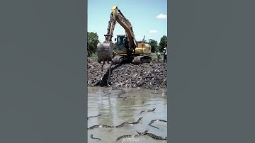 Many pythons were removed from a pond byJCB 😟 #youtubeshorts #ai
