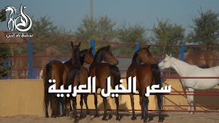 برنامج زاد إزين - الحلقة (12) سعر الخيل العربية