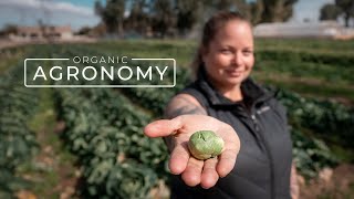 Successfully Growing Food in a Desert | PARAGRAPHIC