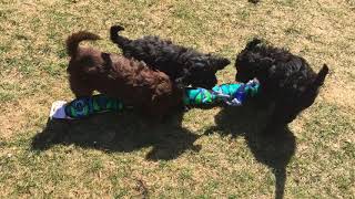 Goldendoodle Tug-of-War                                            #goldendoodle #puppies #cutedogs by High Tide Goldendoodles 72 views 6 years ago 3 minutes, 8 seconds