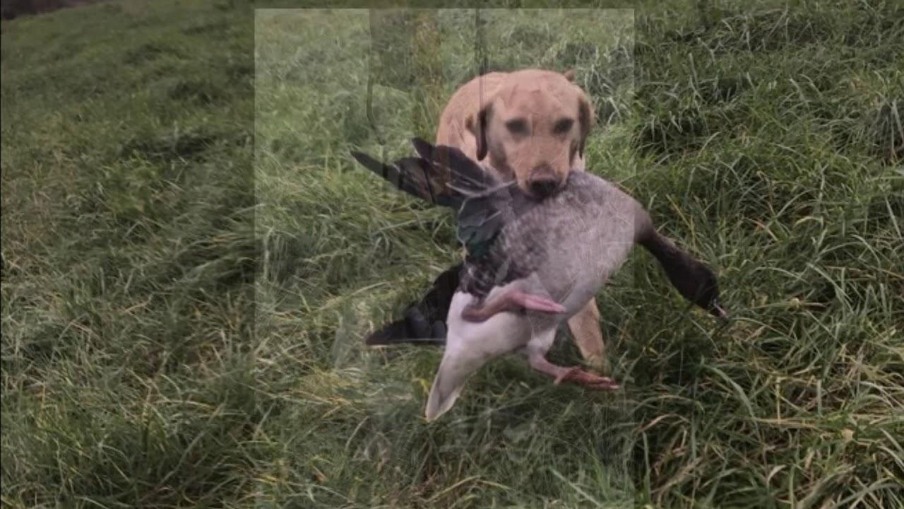 Wildfowling memories, a short video of my memories over the years