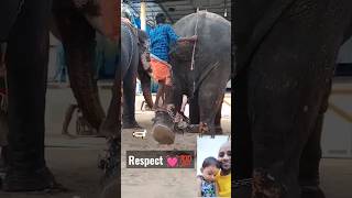 Respect ? ❤️? youtubeshorts viral india viralreels elephant treandingshort indiashorts